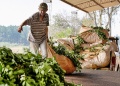 La crisis yerbatera dejó $200.000 millones menos en manos de los productores