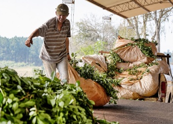 La crisis yerbatera dejó $200.000 millones menos en manos de los productores