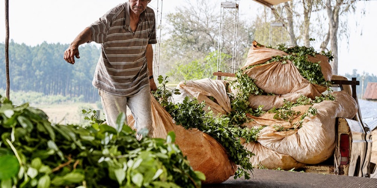 CAMBIO HISTÓRICO. Miles de productores enfrentan precios por debajo de sus costos y la industria se concentra.
