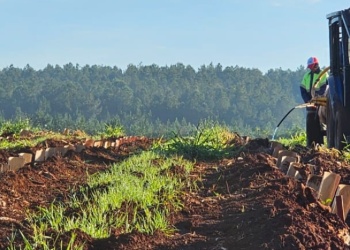 Misiones: evalúan nueva genética de INTA para la yerba mate del futuro