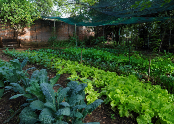 Qué verduras se pueden cultivar en lugares donde no da el sol