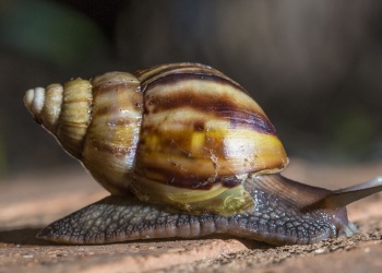 Iniciaron monitoreo comunitario del caracol gigante africano