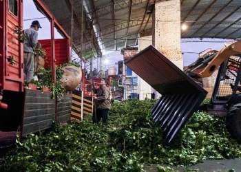 Deterioro de las economías regionales: la yerba mate acumula 26 meses seguidos en rojo