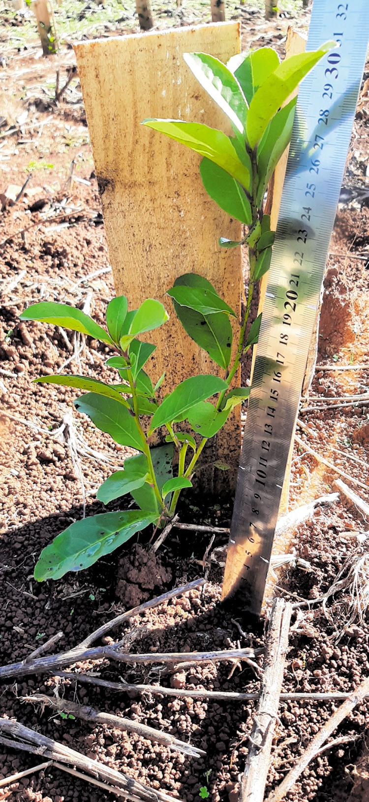 Con un ensayo, avanzan en la fertilización en yerba mate