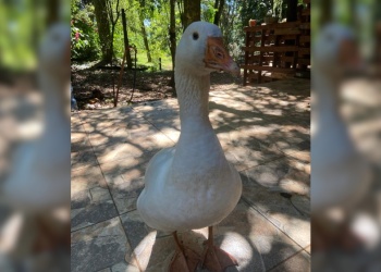 Desapareció “Gansi” y tiene en vilo a Eldorado