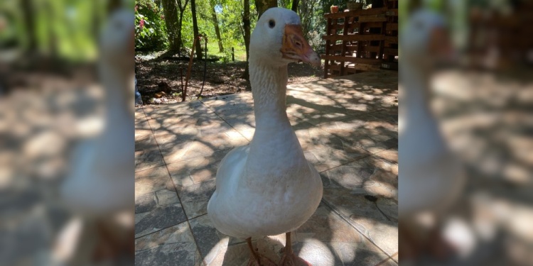 LO ESPERAN. En casa de los Mallorquín extrañan a su mascota.