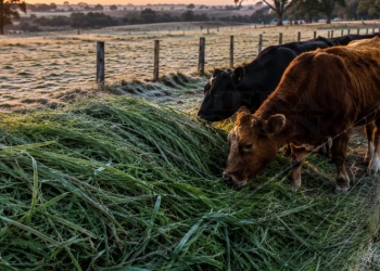 Invierno crítico para la ganadería misionera: la falta de pasto ya complica a productores