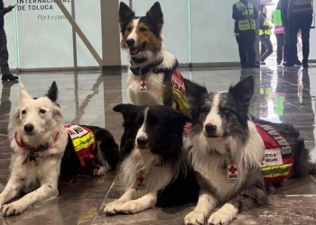 Datos extraordinarios de perros rescatistas