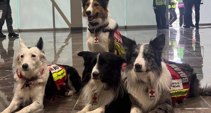 Orly, Balam, Kenai y Halley