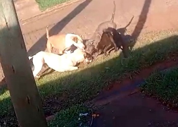 La Justicia ordenó devolver los pitbulls que mataron a un perro
