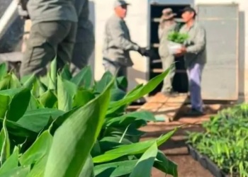 Nueva exportación: Misiones envía miles de plantines de banano a Salta