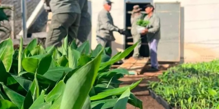 PROYECCIÓN. Se dio en el marco de un acuerdo estratégico que superará los 300 mil plantines impulsando la biotecnología federal sin descuidar a los productores locales.