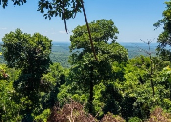 Impulsan un reality desde la selva para cuidar 440 hectáreas
