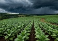 El Niño pone en alerta al tabaco misionero: temen una fuerte pérdida de la producción