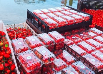 Impulsan la producción intensiva de tomate cherry para diversificar la horticultura en Misiones