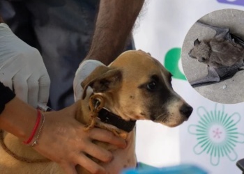 Posadas: tras caso positivo de un murciélago con rabia lanzan operativo de vacunación para mascotas