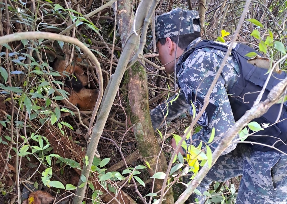 Un oso hormiguero fue rescatado tras quedar herido a la vera de la ruta 4 en Misiones
