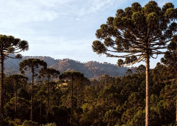 Misiones será sede del V Seminario Binacional de Sustentabilidad de Araucaria en 2027