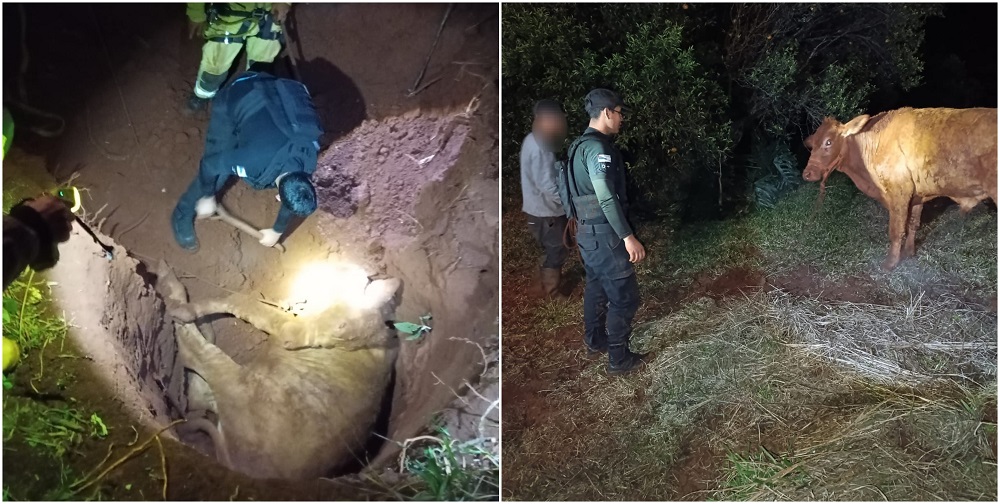 Rescataron animales en situación de vulnerabilidad en Oberá y Campo Viera