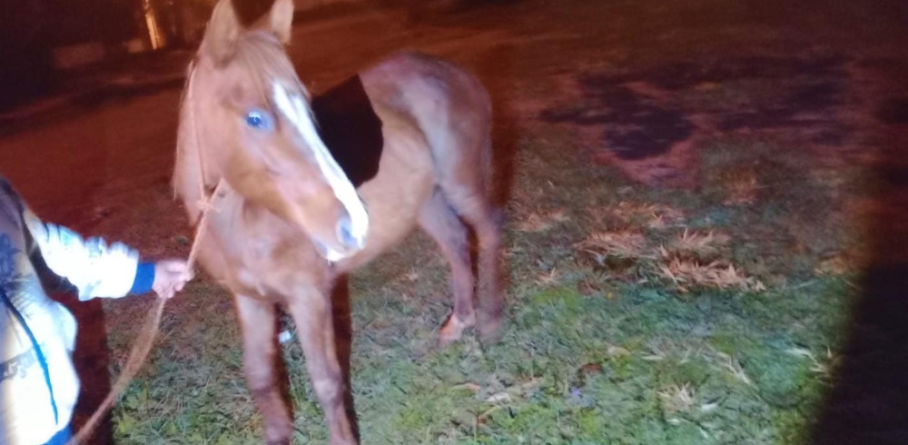 Chocó contra un caballo sobre la ruta 204 cerca de Candelaria