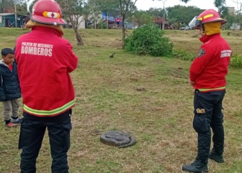 Susto y sorpresa en la Costanera Oeste: rescataron una curiyú que apareció en un espacio verde