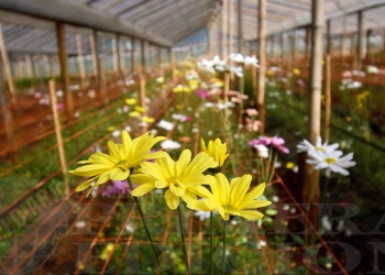 Colonia Luján: cuna de flores
