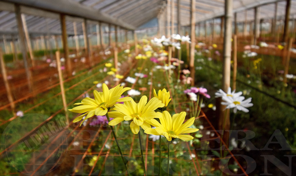 Colonia Luján: cuna de flores - Primera Edición