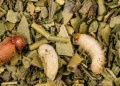 Gorgojo del tabaco: una plaga que exige prevención en la yerba mate