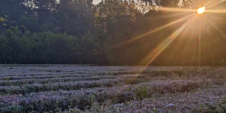 HELIOFANÍA EFECTIVA. Menos horas de sol directo hacen que los cultivos pierdan fuerza de crecimiento, pero para los expertos la situación está dentro de los rangos normales previstos en el invierno.