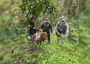 Hallaron sano y salvo a poni robado en Alba Posse y sospechan que intentaban cruzarlo a Brasil