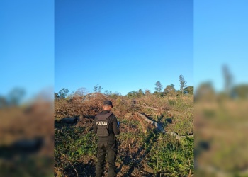 Un trabajador rural murió al ser aplastado por un árbol durante una jornada de trabajo en El Soberbio