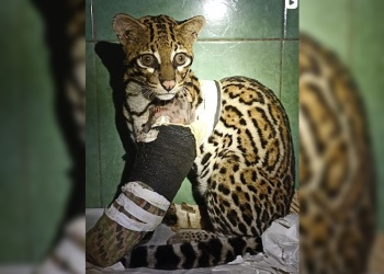 Tras cinco meses de recuperación, liberaron en Iguazú a una ocelote atropellada en la Ruta 12