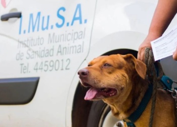 “Lo importante es prevenir”: el IMuSA pidió reforzar la vacunación de mascotas en Posadas