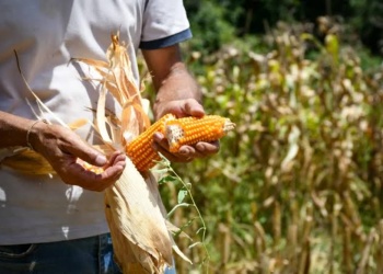 El maíz gana más espacio para diversificar la producción local