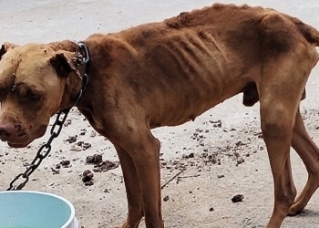 Alertan que el 86% de los agresores intrafamiliares comenzó maltratando animales