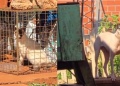 Itaembé Guazú: sacan a la luz el maltrato de numerosos animales