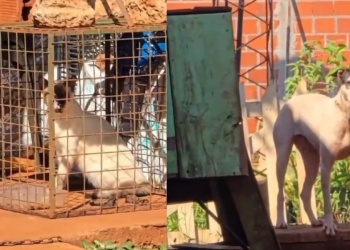 Itaembé Guazú: sacan a la luz el maltrato de numerosos animales