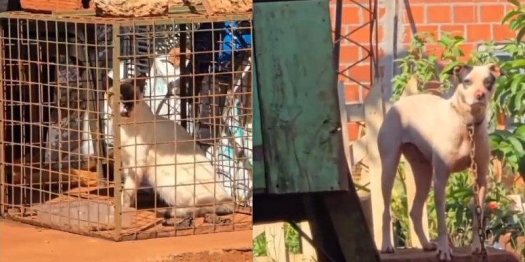 DE TERROR. Los vecinos consiguieron fotografiar y filmar a los animales encadenados y encerrados, bajo precarias condiciones sanitarias.