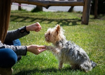 Comandos básicos para educar a tu cachorro