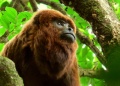 Misiones repoblará la selva con monos carayá rojos para recuperar una especie al borde de la extinción
