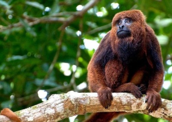 Ecología confirmó que 50 monos carayá rojos llegarán a Misiones en agosto
