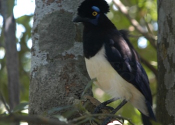 Con más de 550 especies de aves, Misiones un paraíso para observar aves