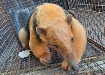 Un oso hormiguero fue rescatado tras quedar herido a la vera de la ruta 4 en Misiones