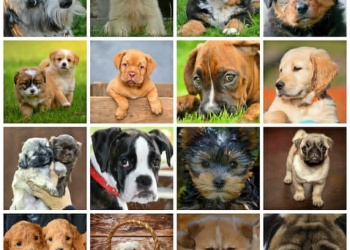 El perro ideal