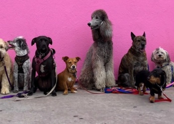 Los llamados “perros potencialmente peligrosos”