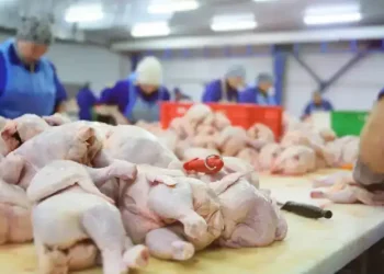 Por primera vez, los argentinos consumen más carne de pollo que de vacuna
