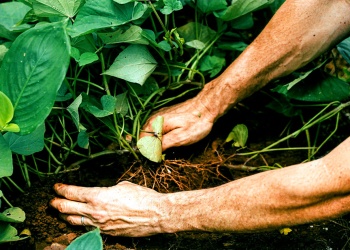 Misiones avanza con cartografía de suelos para planificar una producción más sostenible