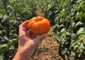 Productores tabacaleros apuestan al cultivo de tomate injertado como alternativa ante la crisis del sector