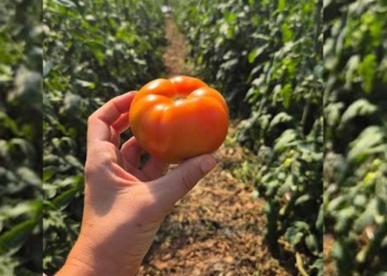 Productores tabacaleros apuestan al cultivo de tomate injertado como alternativa ante la crisis del sector