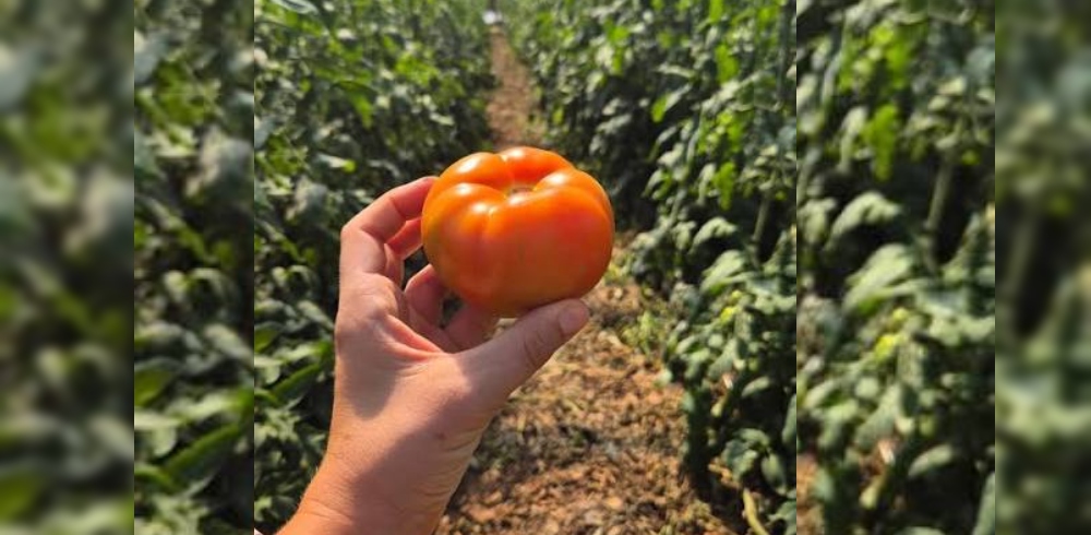 Tabacaleros apuestan al tomate injertado